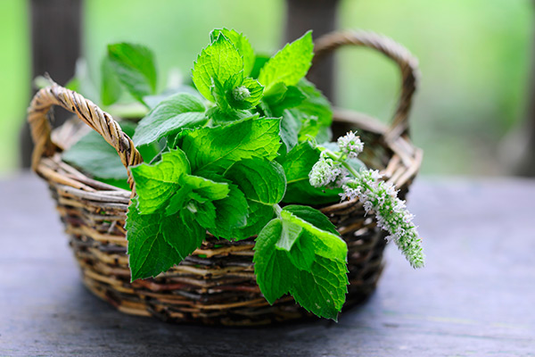 Mint Leaves