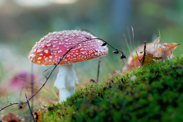 Wild Mushrooms