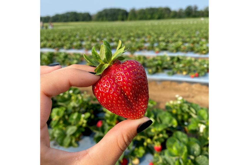 Close up of hand holding strawberry