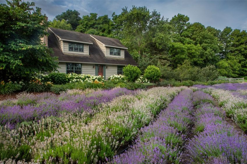 House in lavender field