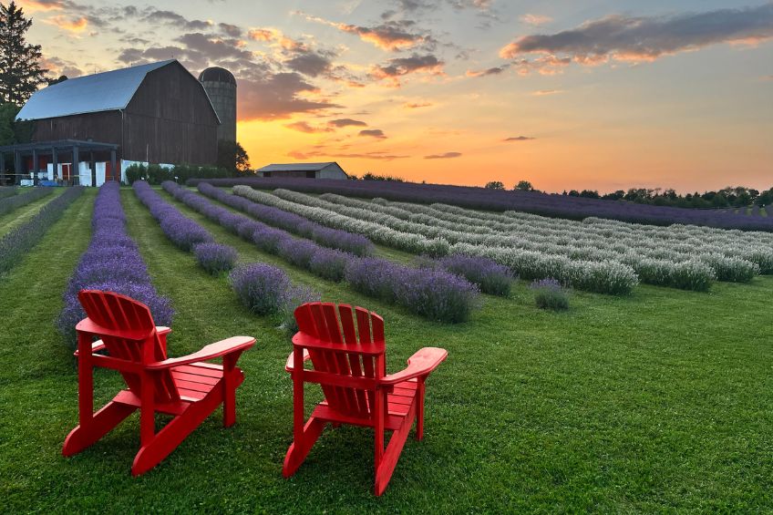 Two Muskoka chairs in a lavender field at sunset