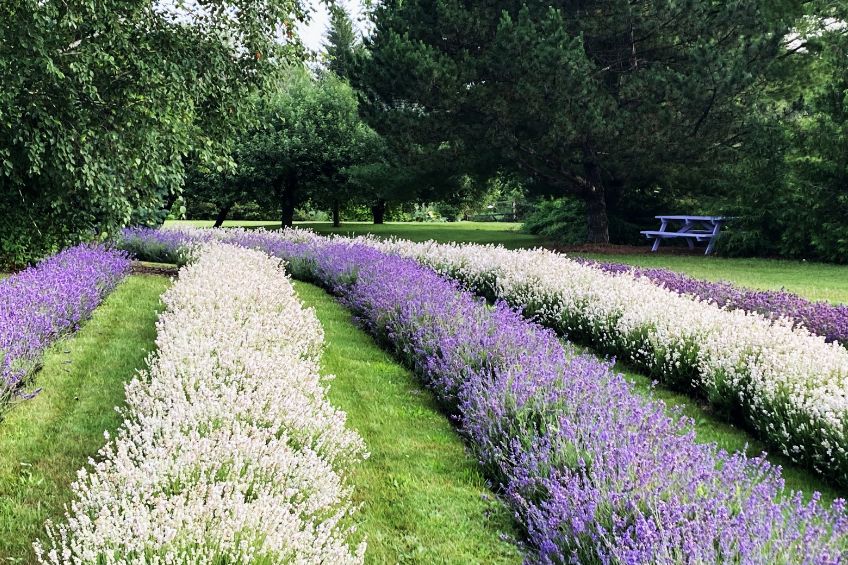 Picnic table on the right side of the lavender farm