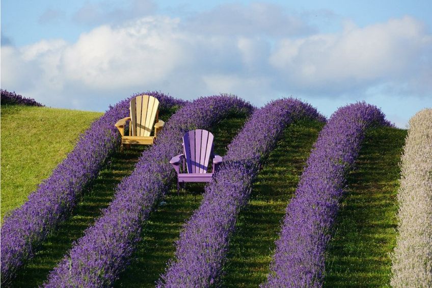 Yellow Muskoka chair and purple Muskoka chair in between lavenders