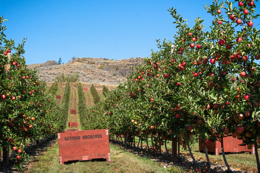 Davison Orchards apple orchard