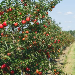 10 Best Places to Go Apple Picking in Canada