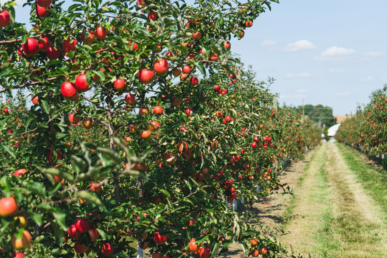 Apples in orchard