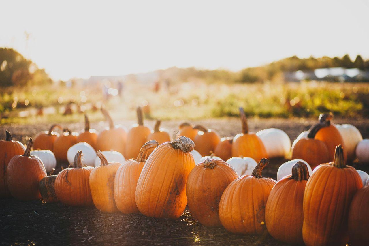 Pumpkins lined up