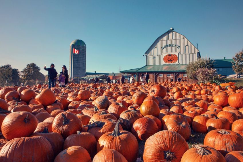 Pumpkins in front of Downey's Farm