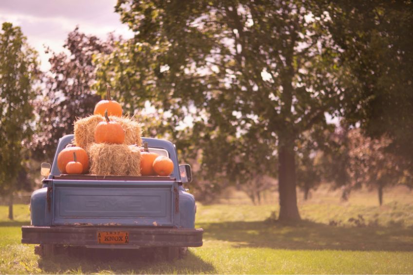 Pumpkins on the back of a blue truck